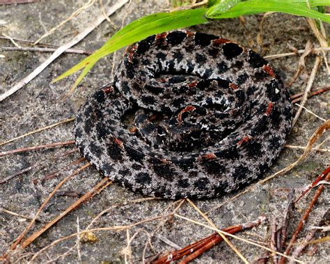 Dusky Pigmy Rattlesnake Gtm Research Reserve Reptile Guide · Inaturalist