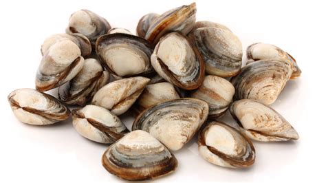 The Ultimate Guide To Clam Varieties