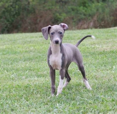 Abby, a Blue & White Female Italian Greyhound Puppy 606192 | PuppySpot