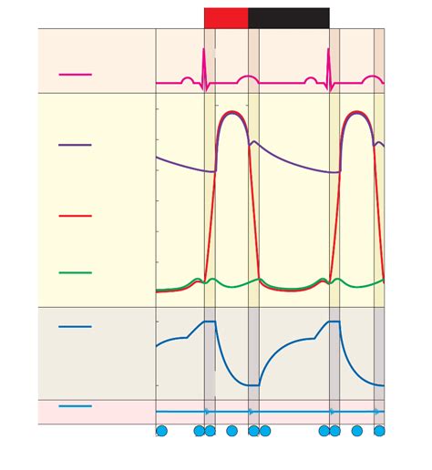 Wigger S Diagram Diagram Quizlet