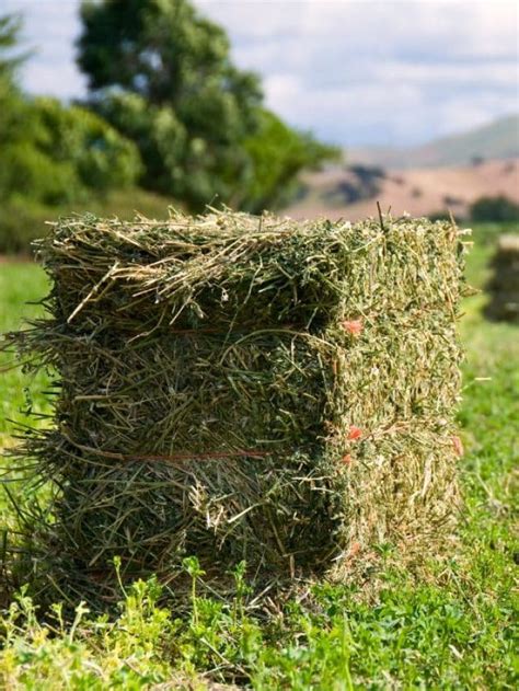 Is Hay Farming Profitable 2024?