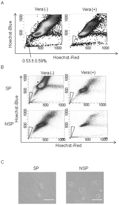 Isolation And Characterization Of Human Trophoblast Side Population SP