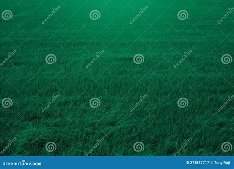 Green grass pattern stock image. Image of greenery, abstract - 273827717