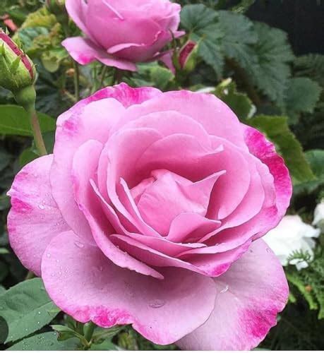 Moody Blue Bush Rose Also Known As My Lovely Dad Bush Rose