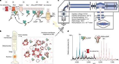 Established Signalling Pathway Of Rho Experimental Conditions For