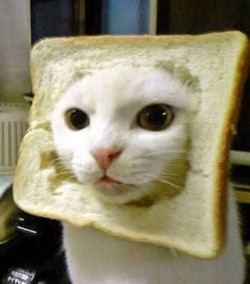 Bread cat Memes - Imgflip