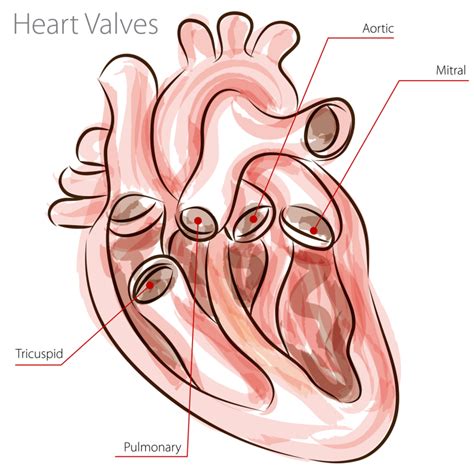 The heart valves