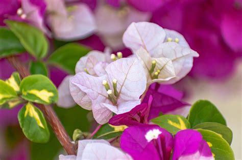 complete guide   characteristics  care  bougainvillea spectabilis