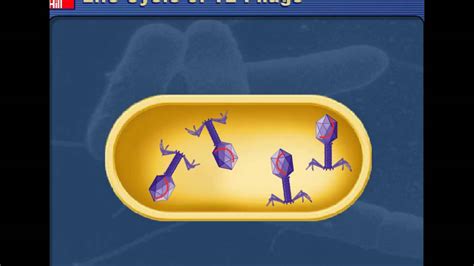 Prophage Vs Provirus? The 6 Correct Answer - Barkmanoil.com