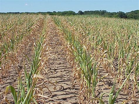 Coastal Bend Agriculture Briefs Drought Strategy Workshop For Crops