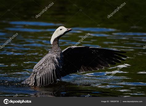 Emperor Goose Chen Canagica — Stock Photo © Dennisjacobsen 136029730