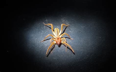 Are Camel Spider bites dangerous? - The Spider Blog