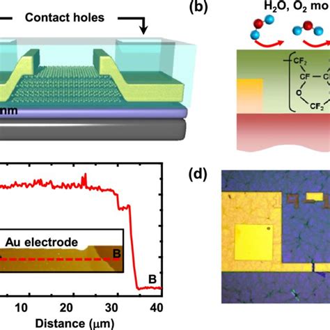 A A Perspective View Of The Multilayer Mos 2 Fets With Fluorinated