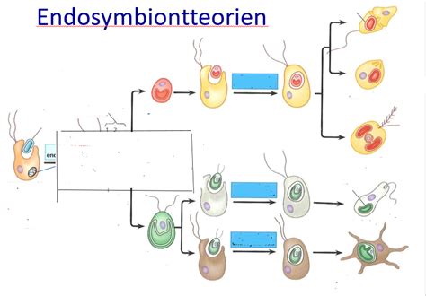 endosymbiontteorien Diagram | Quizlet