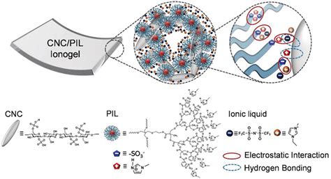 Schematic Illustration Of CNC PIL Ionogel Formation Mechanism Through