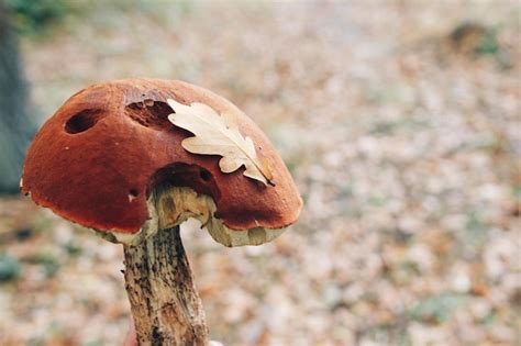 Leccinum Aurantiacumin Folha No Fundo Da Floresta Ensolarada E