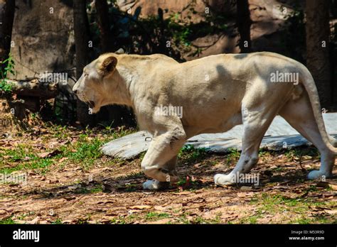 The white lion is a rare color mutation of the lion. White lions in the ...