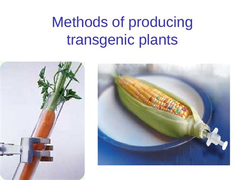 Plant Biotechnology Plant Tissue Culture Plant cells