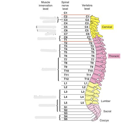 muscle nerve innervation diagram quizlet