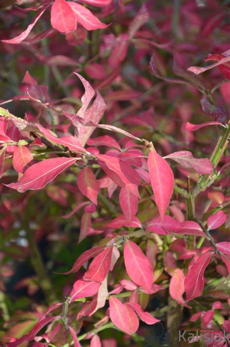 Euonymus Alatus Trzmielina Oskrzydlona