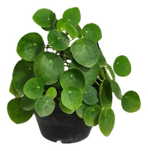 Muda Pilea Peperomioides Planta Do Dinheiro Chinesa