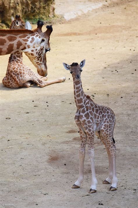 Un Deuxi Me Girafon Est N Au Bioparc De Dou La Fontaine Les