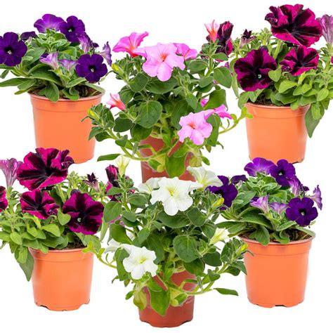 Plantes Petunia Au Meilleur Prix Jardicom