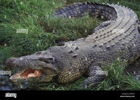 Australian Saltwater Crocodile or Estuarine Crocodile, crocodylus ...