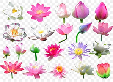 Nelumbo Nucifera Flower Bud Clip Art PNG 1024x750px Nelumbo Nucifera