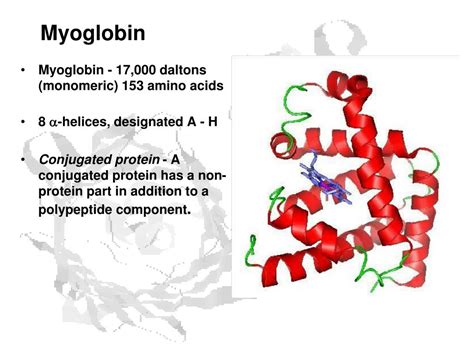 Ppt Protein Function Oxygen Binding Proteins Powerpoint Presentation