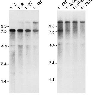 Northern Blot Analysis Of Total Rna From Mdbk Cells Infected With