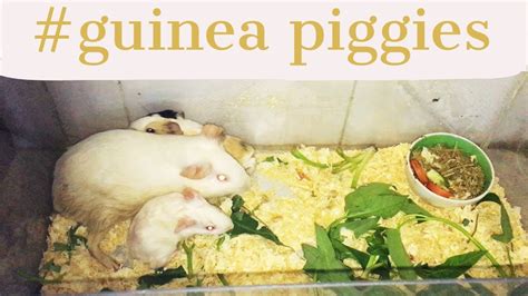 Guinea Pigs Give Birth Newborn Guinea Pig 2 Cute Babies 🐹