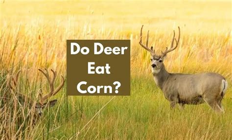 Do Deer Eat Corn 12 Quick And Easy Ways To Stop Them