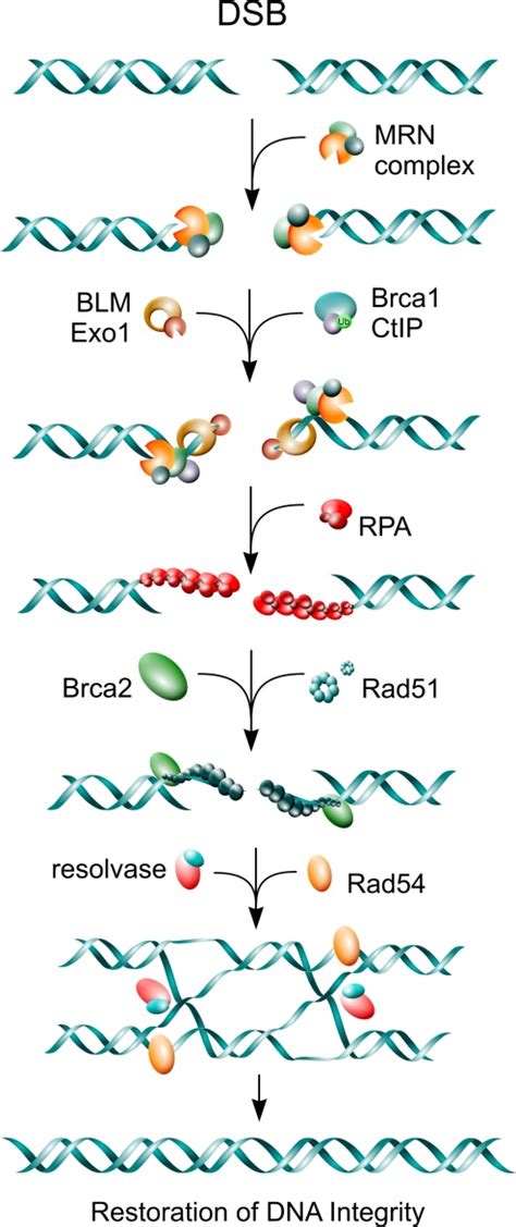 The Pathways Of Double Strand Break Repair Intechopen