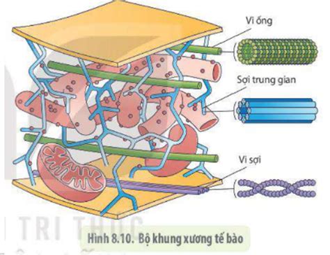 Lý Thuyết Cấu Trúc Của Tế Bào Nhân Thực Sinh 10 Cánh Diều Sgk Sinh