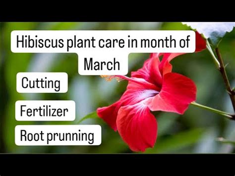 Hibiscus Plant Care Root Prunning Of Hibiscus Plant Khaad Kaise De