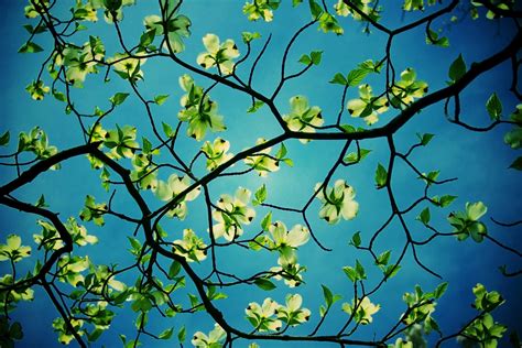 blue tree wallpaper 6