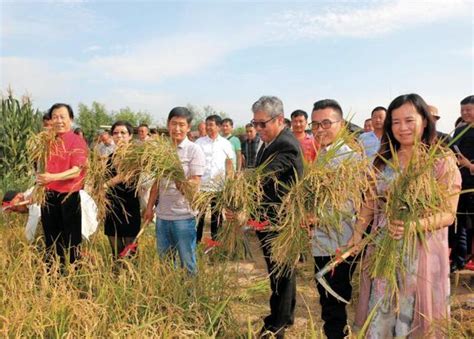 萬博地降解膜旱地水稻喜獲豐收 每日頭條