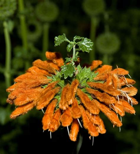 Leonotis leonurus – Secret Garden Growers