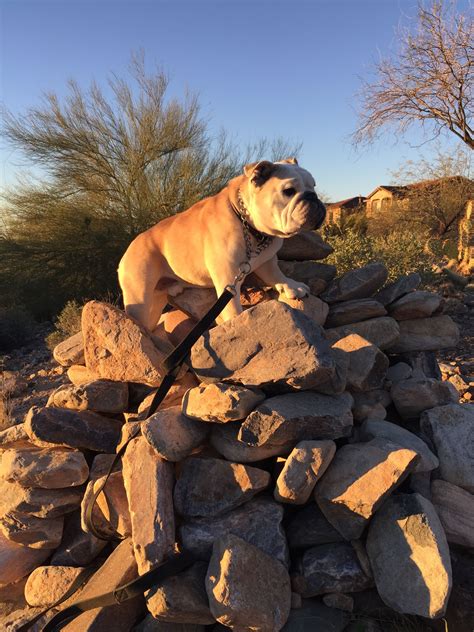 Bulldog hiking in Scottsdale. | Funny bulldog pictures, Bulldog funny