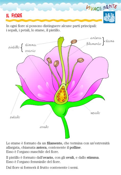 Vivacemente Il Giornalino Del Cuore E Della Mente Scienza Per Bambini