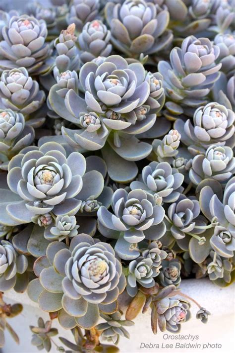 Cold Hardy Succulents For Northern Climates