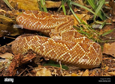 Cascavel Snake Crotalus Durissus Terrificus Only Rattlesnake South Of