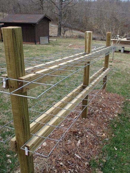 Raspberry Trellis  Plants Backyard Backyard Garden