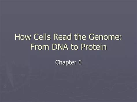 Ppt How Cells Read The Genome From Dna To Protein Powerpoint Presentation Id4779660