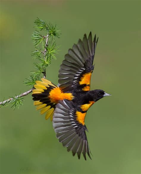 Baltimore Oriole Banking Beautiful Birds Pretty Birds Oriole Bird