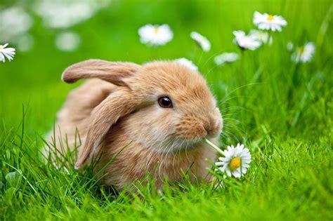 Bunny In Spring Wallpapers - Wallpaper Cave