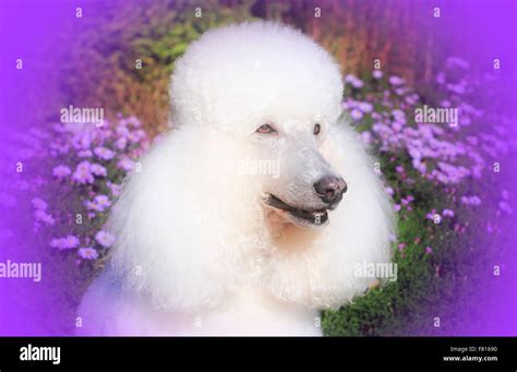 Old Poodle Dog Hi Res Stock Photography And Images Alamy