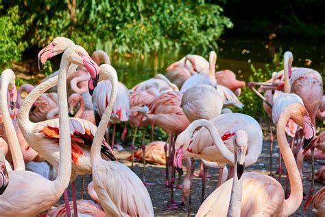 Flamingo Schnabel Gefieder Kostenloses Foto Auf Pixabay Pixabay