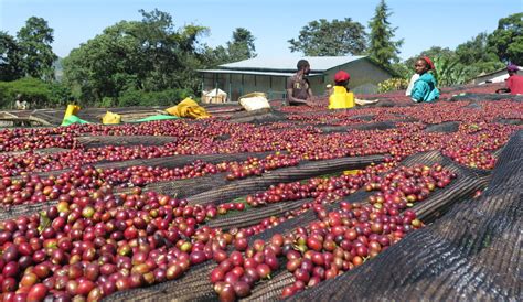 Natural Processing - Atlas Coffee Importers